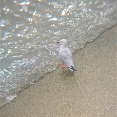 Chroicocephalus novaehollandiae (Silver Gull) at Menindee, NSW - 10 Nov 2024 by Darcy