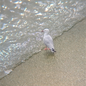 Chroicocephalus novaehollandiae (Silver Gull) at Menindee, NSW by Darcy