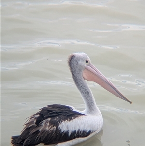 Pelecanus conspicillatus at Menindee, NSW - 10 Nov 2024 05:11 PM