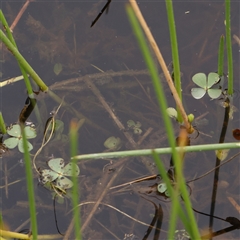 Marsilea costulifera (Nardoo) at Gundaroo, NSW - 11 Nov 2024 by ConBoekel