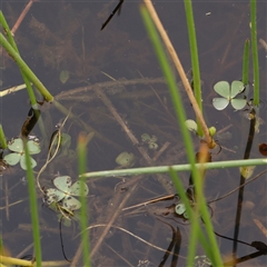 Marsilea mutica (Nardoo) at Gundaroo, NSW - 10 Nov 2024 by ConBoekel