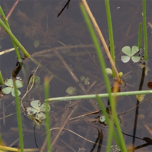 Marsilea mutica at Gundaroo, NSW - suppressed