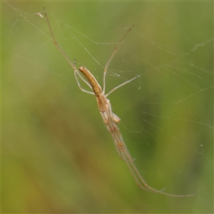 Tetragnatha sp. (genus) (Long-jawed spider) at Gundaroo, NSW by ConBoekel