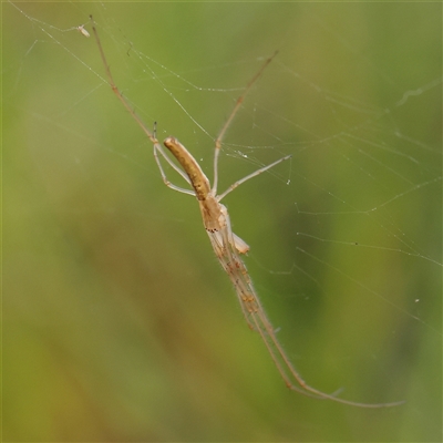 Unidentified Spider (Araneae) at Gundaroo, NSW - 10 Nov 2024 by ConBoekel