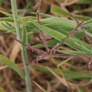 Cynodon dactylon at Gundaroo, NSW - 11 Nov 2024