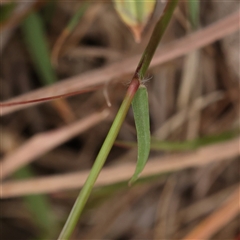 Cynodon dactylon at Gundaroo, NSW - 11 Nov 2024