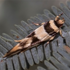 Macrobathra desmotoma ( A Cosmet moth) at Throsby, ACT - 7 Nov 2024 by AlisonMilton