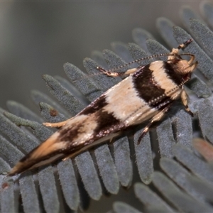 Macrobathra desmotoma at Throsby, ACT - 8 Nov 2024