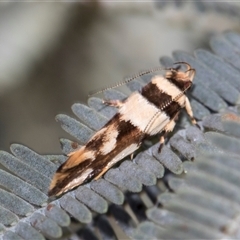 Macrobathra desmotoma at Throsby, ACT - 8 Nov 2024