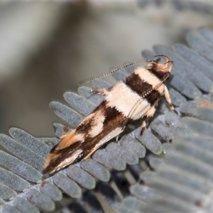 Macrobathra desmotoma at Throsby, ACT - 8 Nov 2024 09:41 AM