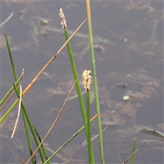 Eleocharis acuta (Common Spike-rush) at Gundaroo, NSW - 10 Nov 2024 by ConBoekel