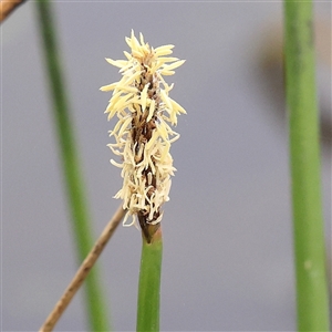 Eleocharis acuta at Gundaroo, NSW - 11 Nov 2024