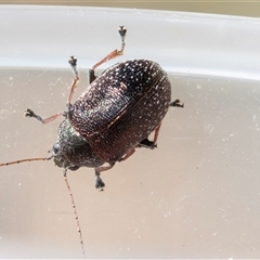 Edusella sp. (genus) (A leaf beetle) at Throsby, ACT - 8 Nov 2024 by AlisonMilton