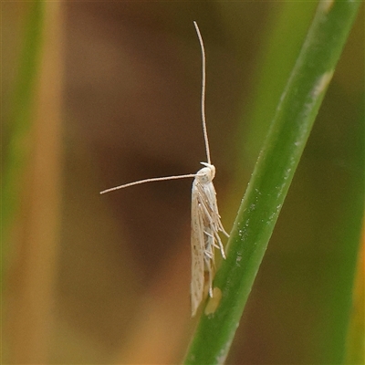 Oecophoridae (family) (Unidentified Oecophorid concealer moth) at Gundaroo, NSW - 10 Nov 2024 by ConBoekel