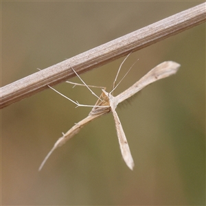 Platyptilia celidotus at Gundaroo, NSW - 11 Nov 2024