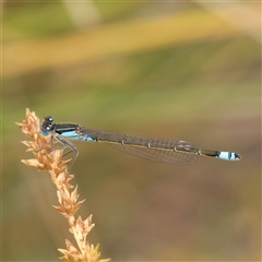 Ischnura heterosticta (Common Bluetail Damselfly) at Gundaroo, NSW - 11 Nov 2024 by ConBoekel