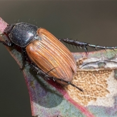 Phyllotocus sp. (genus) (Nectar scarab) at Throsby, ACT - 7 Nov 2024 by AlisonMilton