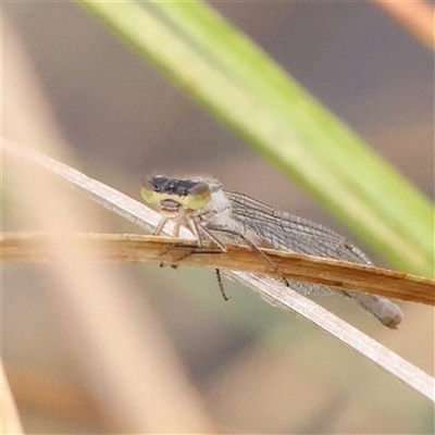 Coenagrionidae (family) (Unidentified damselfly) at Gundaroo, NSW - 11 Nov 2024 by ConBoekel
