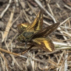 Taractrocera papyria (White-banded Grass-dart) at Throsby, ACT - 7 Nov 2024 by AlisonMilton