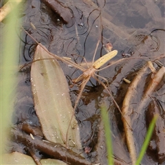 Unidentified Spider (Araneae) at Gundaroo, NSW - 10 Nov 2024 by ConBoekel