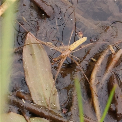 Unidentified Spider (Araneae) at Gundaroo, NSW - 10 Nov 2024 by ConBoekel