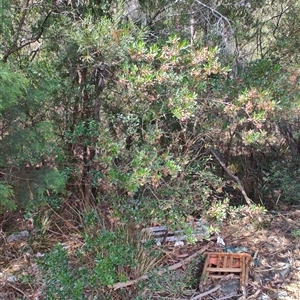 Dodonaea viscosa (Hop Bush) at Orford, TAS by LyndalT