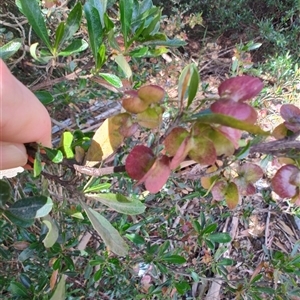 Dodonaea viscosa at Orford, TAS - 10 Nov 2024