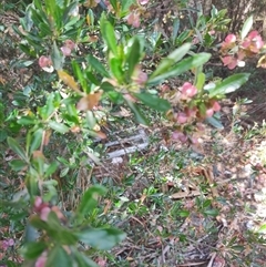 Dodonaea viscosa at Orford, TAS - 10 Nov 2024