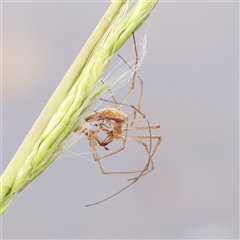 Tetragnatha sp. (genus) (Long-jawed spider) at Gundaroo, NSW - 11 Nov 2024 by ConBoekel