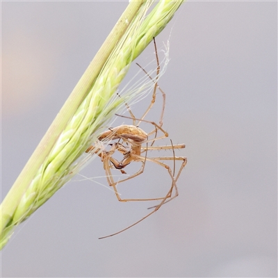 Tetragnatha sp. (genus) (Long-jawed spider) at Gundaroo, NSW - 11 Nov 2024 by ConBoekel