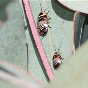 Ellipsidion australe at Throsby, ACT - 8 Nov 2024 09:53 AM