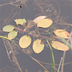 Potamogeton sulcatus at Gundaroo, NSW - 11 Nov 2024 09:42 AM