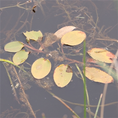 Potamogeton sulcatus (Pondweed) at Gundaroo, NSW - 11 Nov 2024 by ConBoekel