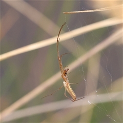 Tetragnatha sp. (genus) (Long-jawed spider) at Gundaroo, NSW - 11 Nov 2024 by ConBoekel