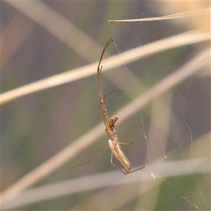 Tetragnatha sp. (genus) at Gundaroo, NSW - 11 Nov 2024 09:40 AM