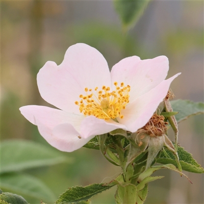 Rosa sp. (A Wild Rose) at Gundaroo, NSW - 10 Nov 2024 by ConBoekel