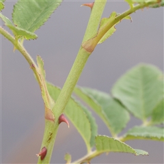 Rosa sp. at Gundaroo, NSW - 11 Nov 2024