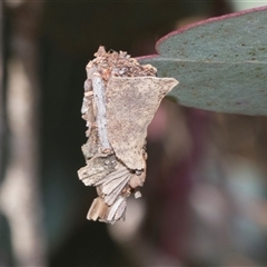 Psychidae (family) IMMATURE (Unidentified case moth or bagworm) at Throsby, ACT - 8 Nov 2024 by AlisonMilton