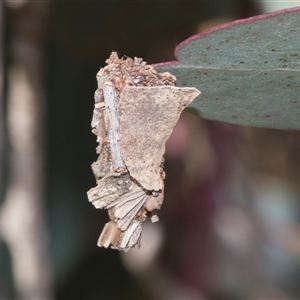 Psychidae - IMMATURE larvae at Throsby, ACT - 8 Nov 2024