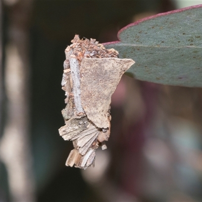 Psychidae - IMMATURE larvae (A Case moth (Psychidae)) at Throsby, ACT - 7 Nov 2024 by AlisonMilton