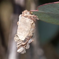 Psychidae - IMMATURE larvae at Throsby, ACT - 8 Nov 2024