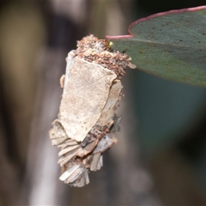 Psychidae - IMMATURE larvae at Throsby, ACT - 8 Nov 2024