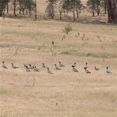 Chenonetta jubata (Australian Wood Duck) at Gundaroo, NSW - 11 Nov 2024 by ConBoekel