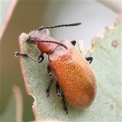 Ecnolagria grandis (Honeybrown beetle) at Gundaroo, NSW - 10 Nov 2024 by ConBoekel