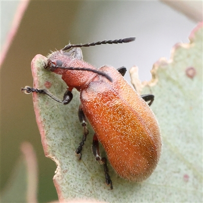 Ecnolagria grandis (Honeybrown beetle) at Gundaroo, NSW - 11 Nov 2024 by ConBoekel