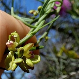 Unidentified Climber or Mistletoe at Kalbarri National Park, WA by Paul4K