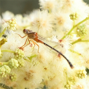 Xanthagrion erythroneurum at Gundaroo, NSW - 11 Nov 2024