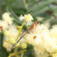 Xanthagrion erythroneurum at Gundaroo, NSW - 11 Nov 2024