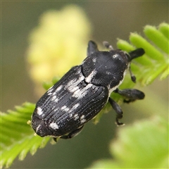 Neolaemosaccus longimanus (A weevil) at Gundaroo, NSW - 10 Nov 2024 by ConBoekel