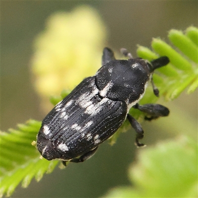 Neolaemosaccus longimanus (A weevil) at Gundaroo, NSW - 10 Nov 2024 by ConBoekel